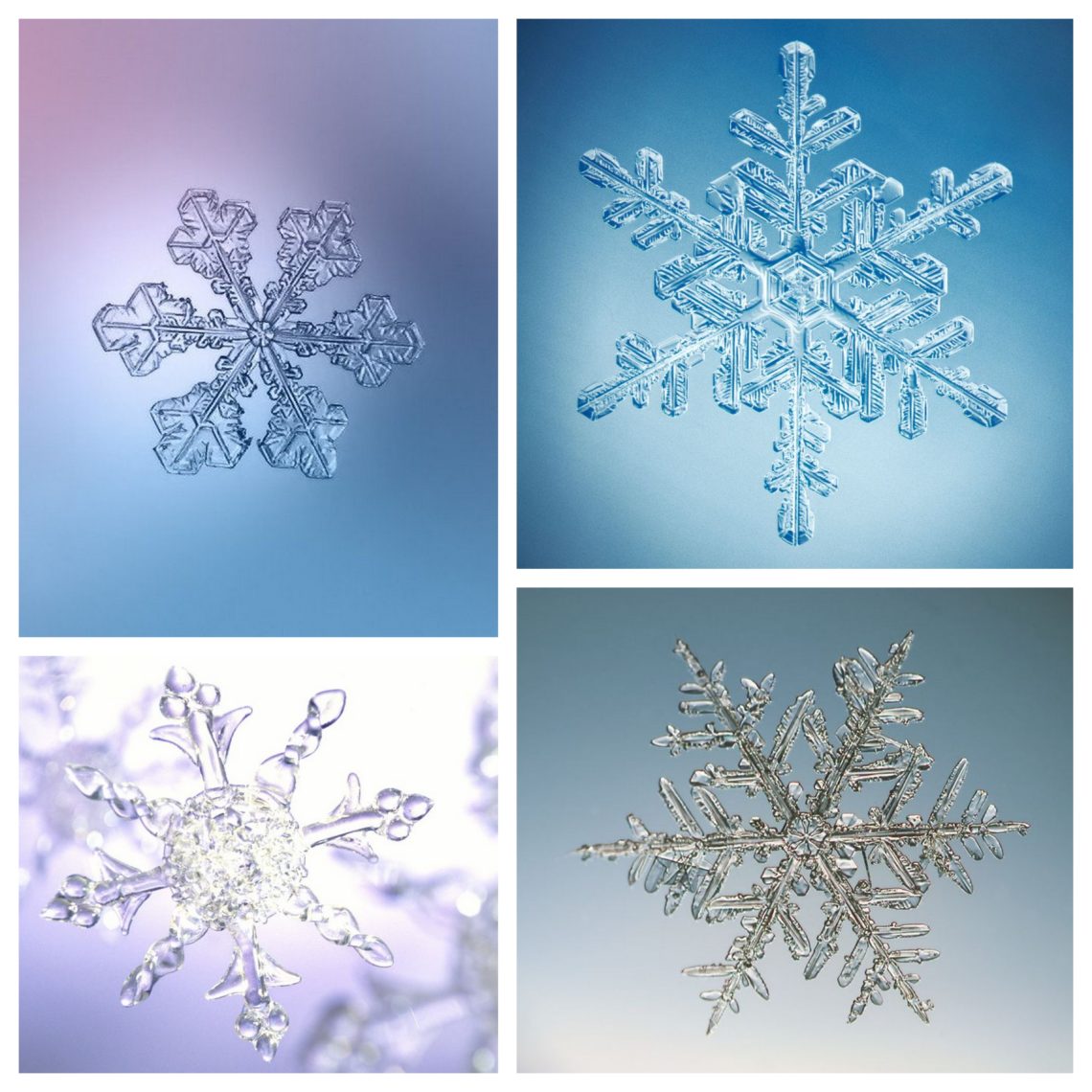 Nature Study: Snowflakes – Painted Paper Art