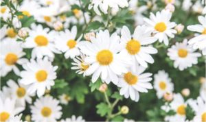 Nature Study: Daisy – Painted Paper Art